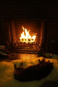 cat in front of fireplace.jpg