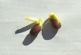 seeds1.jpg