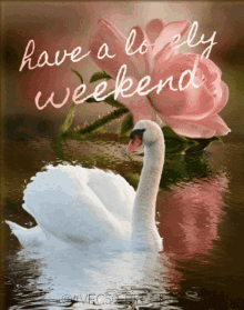 weekend-vec50.gif