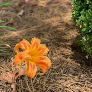 IMG_1642.jpeg