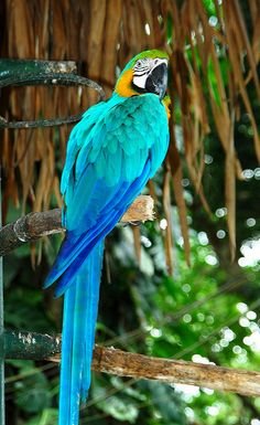 blueparrot.jpg