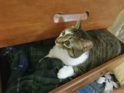 cat.jpg