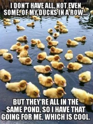 ducks in a row.jpg