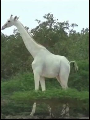 white giraffe.jpg