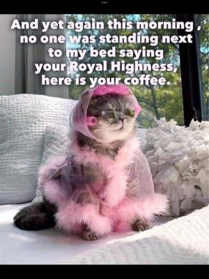 coffee your highness.jpg