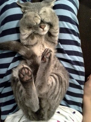 cat palm 2 4 s.jpg