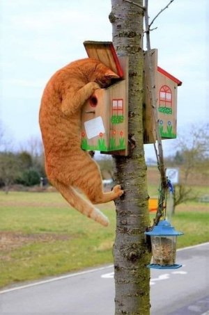 cat box joke.jpg