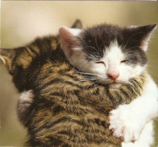 hugs cats.jpg