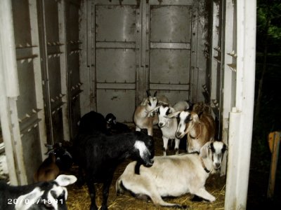 new goats 016.JPG