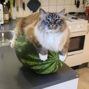 watermelon cat 4 s.jpg