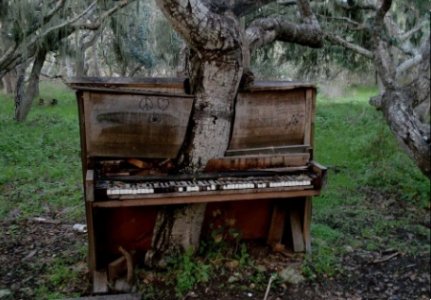 pianotree.jpg