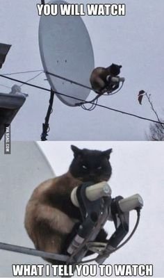 2ffccdc97c85bb2132f2eb0a6d2fd020--evil-cats-funny-cats.jpg