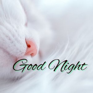 Cute Good Night Images 3.jpg