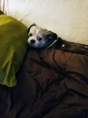 Doggie Delight.jpg