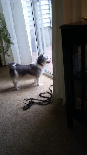 my dog.jpg