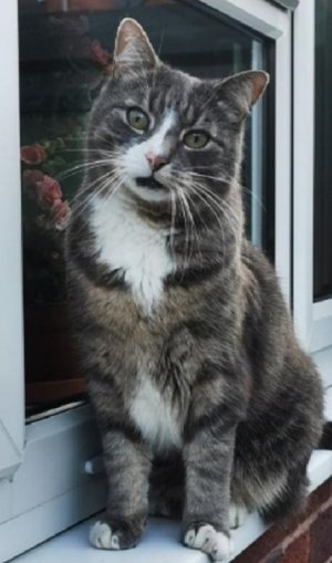 cat. ty.JPG
