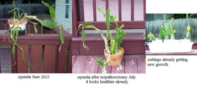 opuntia3.jpg