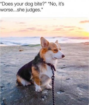 judge.jpg