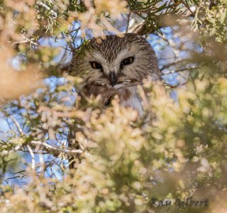 peace owl.jpg