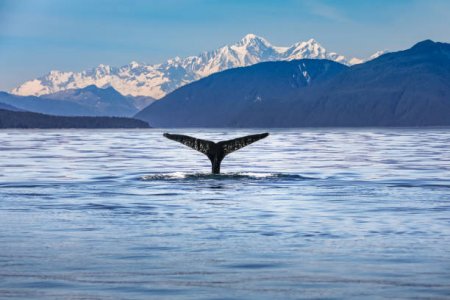 082723whale.jpg
