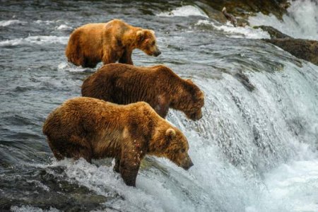 0827231bears.jpg