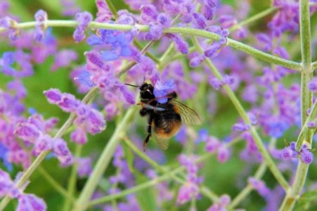 Ireland bee.JPG
