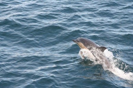 Ireland dolphin.JPG
