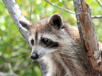 Raccoon Everglades.JPG