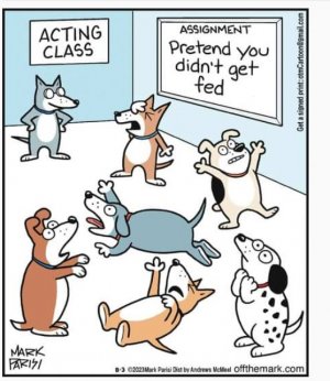dogs sf.jpg