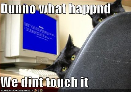 funny-pictures-cats-computer-blue-screen-death1.jpg