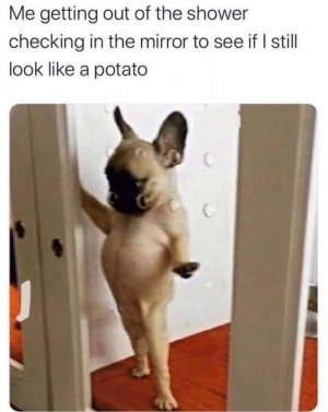 funnoydoggy.jpg