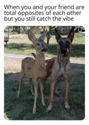 dogdeer.jpg