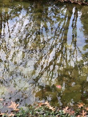 IMG_0380.jpeg