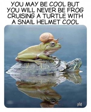 frogsnailfunny.jpg