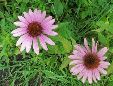 flower Aug 29 2023.jpg