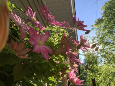 IMG_1085.jpeg