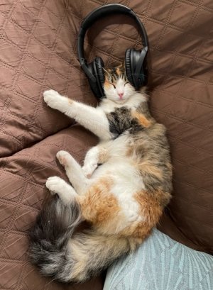 catwithheadphone.jpg