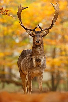 fallow-deer-in-autumn-forest-roeselien-raimond.jpg