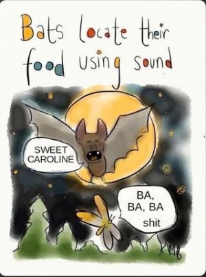 sweet caroline.jpg