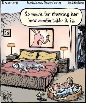 dogbed2.jpg