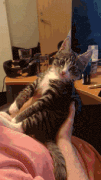 50bc48e637f689416326ec4e8339e9ef_w200.gif