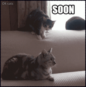 Captioned Cat GIF • Epic Cat figh on couch Soon Sneak attack because he is the Boss.gif