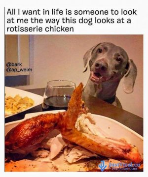 Funny-Dog-Memes-That-Will-Cure-Your-Bad-Day-33_01_26_2018.jpg