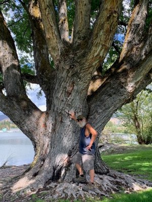 tree.jpg