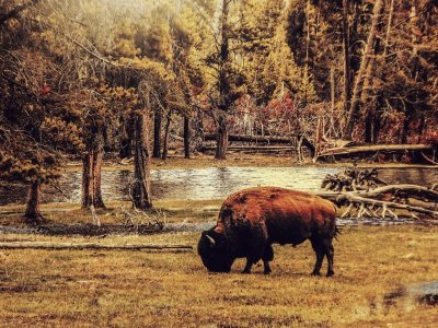 bison-1931967_1280.jpg