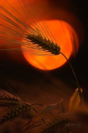 4B9DC460-3D01-4A8B-A6DA-A6A93A130BE7.jpeg