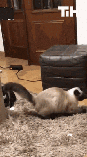 chasing-tail-this-is-happening.gif