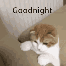 IMG_4458.gif