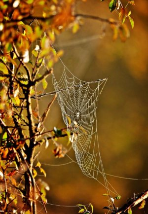 cobweb-5762998_1280.jpg