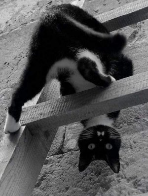 cattitude query.jpg